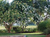 The Grounds